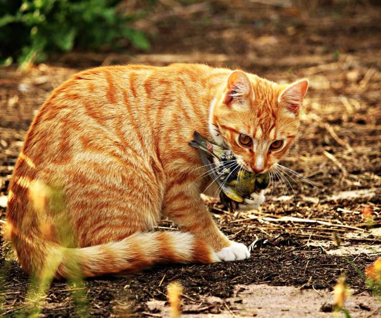 Walldorf ordena encerrar gatos para salvar pájaros