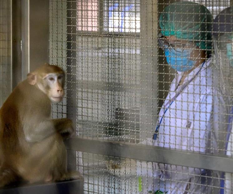 OMS confirma 92 casos de viruela del mono en 12 países