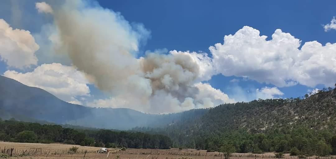 Combaten incendio forestal en Galeana