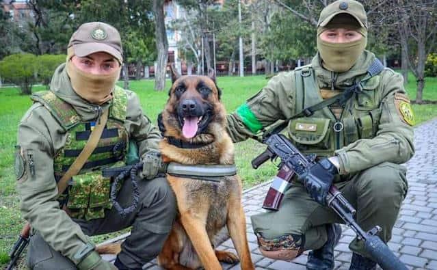 Perro abandonado es adoptado por Ejército de Ucrania