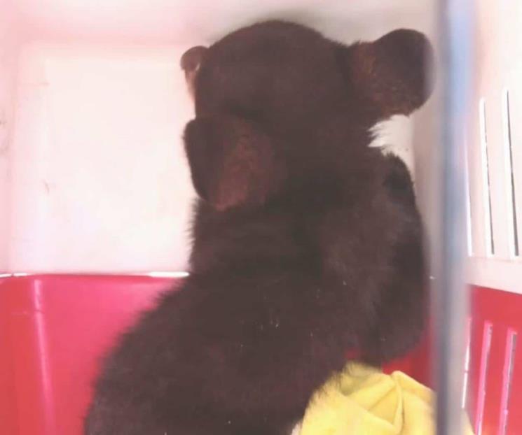 Rescatan a oso que se encontraba en palmera en Apodaca