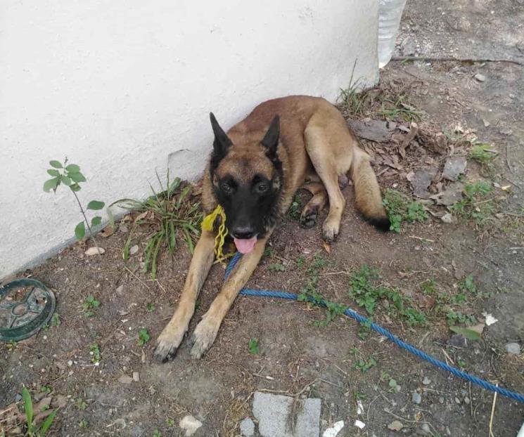 Rescatan a perro abandonado en Guadalupe