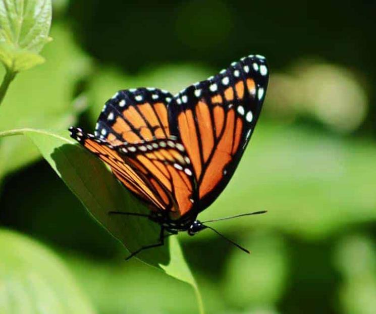 Mariposa monarca, a la lista de especies en peligro