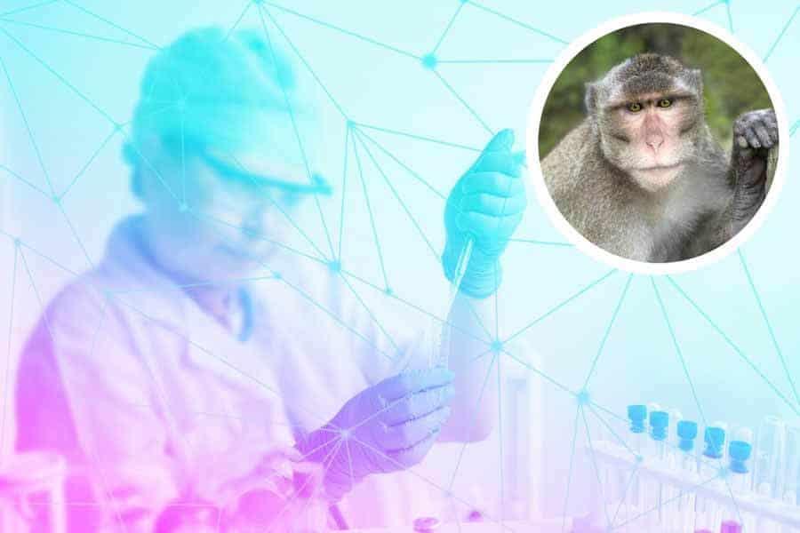 ¿Cómo se contagia la viruela del mono?