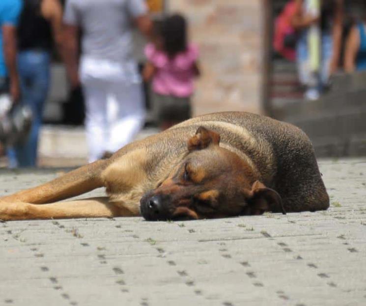 Lidera México en AL con más perros callejeros