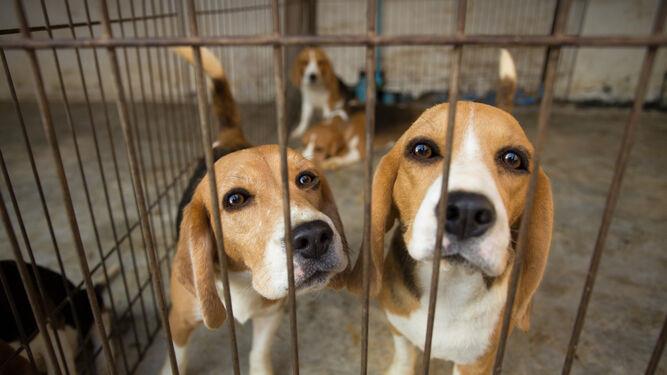 Rescatan a 4 mil perros beagles  de laboratorio