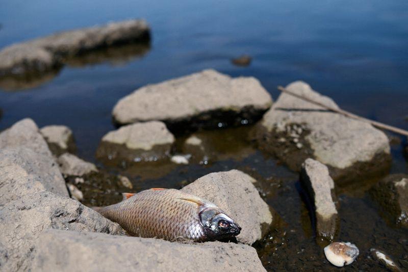 Reportan muerte de peces por sequía que azota a Europa