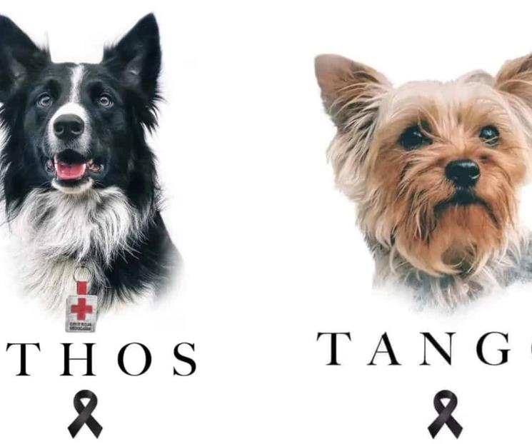 Athos y Tango: primer juicio por crueldad animal en México