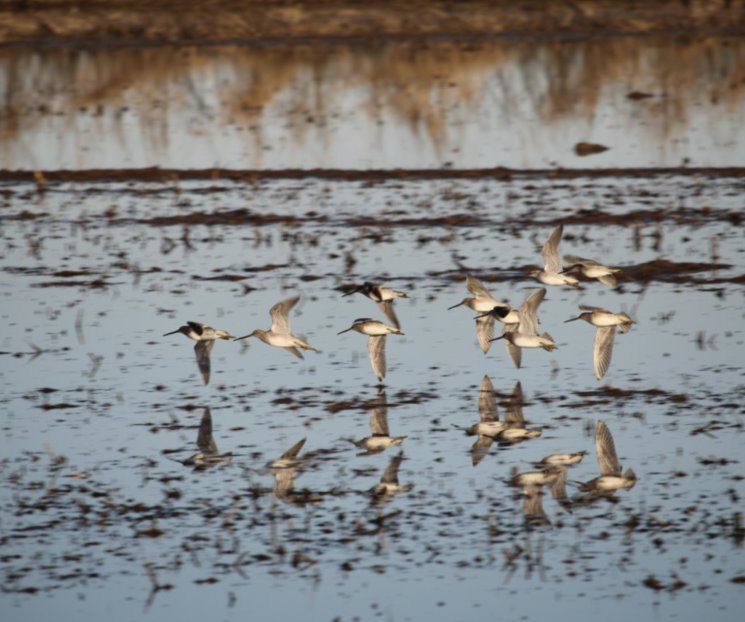 Afectan patrones climáticos migración de aves: NASA