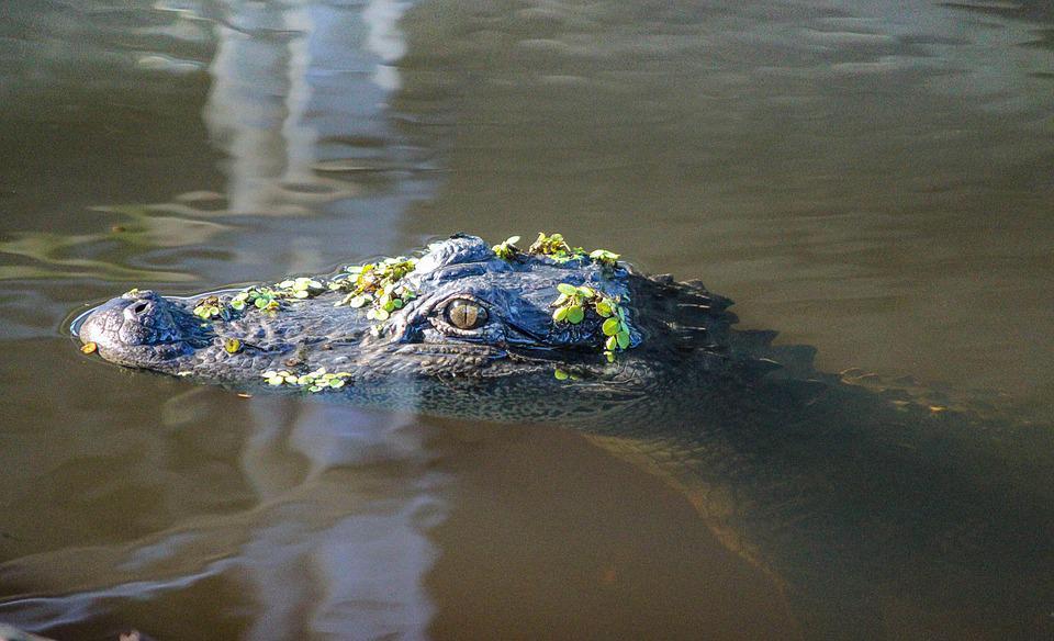 Hombre sobrevive a ataque de gran caimán en Florida