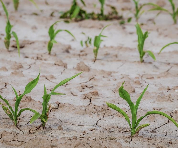 Sequía afecta costo de alimentos, señala Banxico
