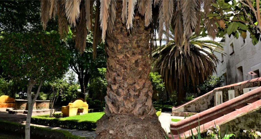 El Museo de El Carmen dice adiós a sus palmeras canarias