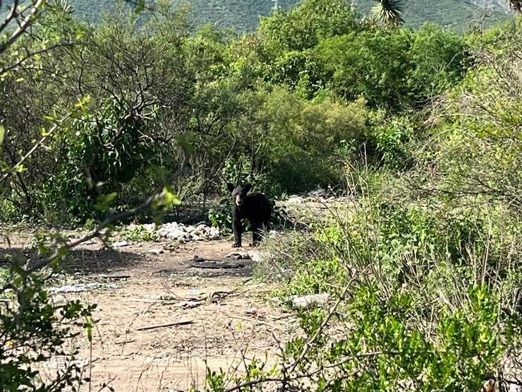 Alertan de presencia de osos en Escobedo