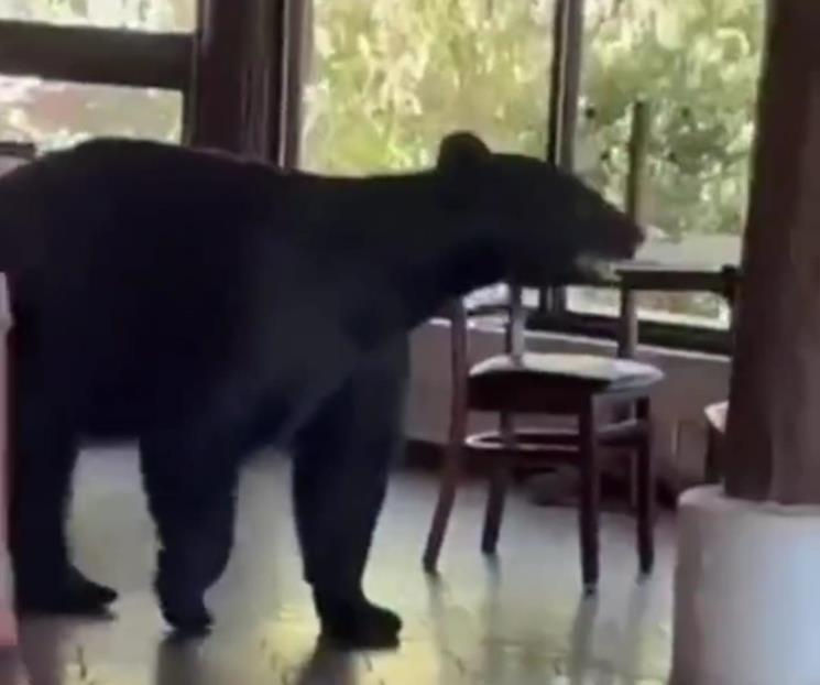 Sorprende oso negro en restaurante de Chipinque