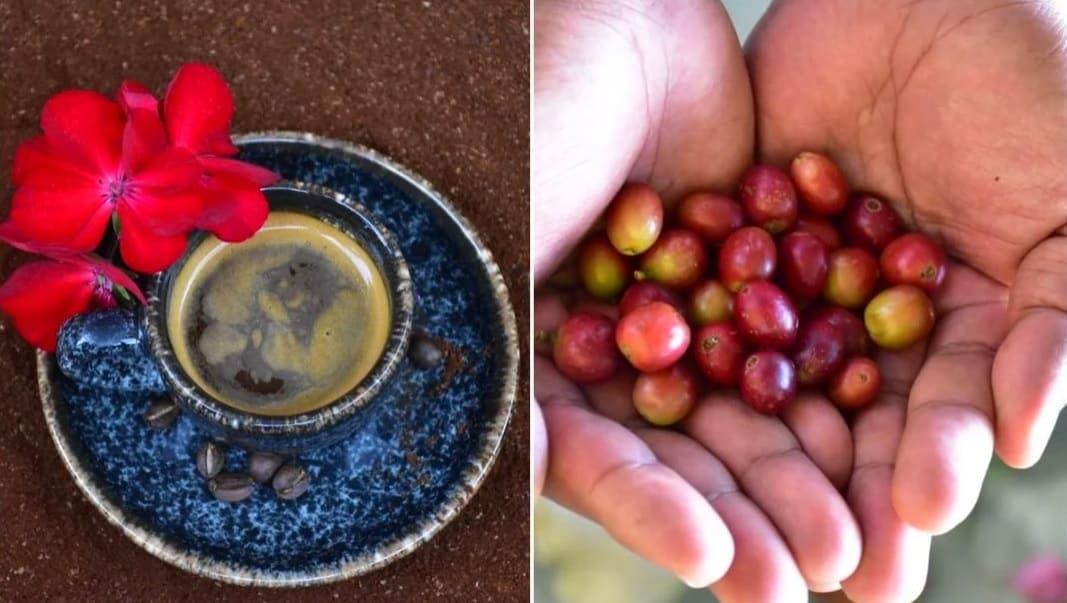Oaxaca, cuarto lugar nacional en producción de café