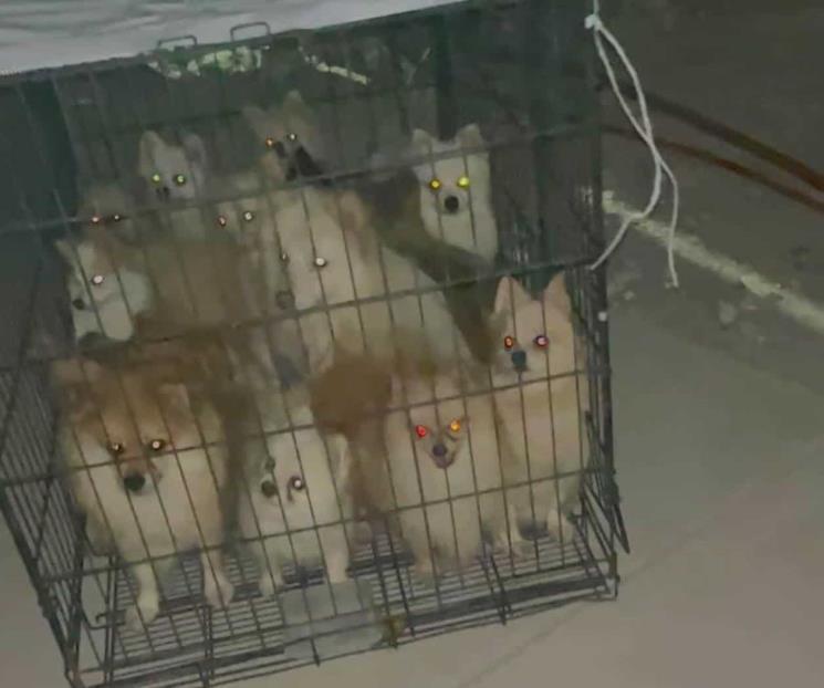 Rescatan a 43 perritos maltratados