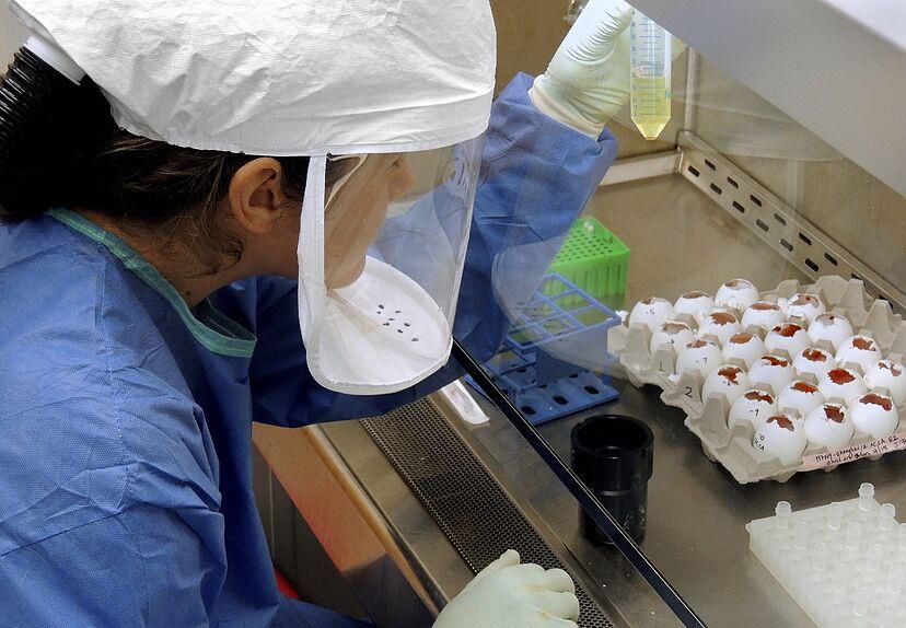 Registran primer caso de gripe aviar H5N1 en México