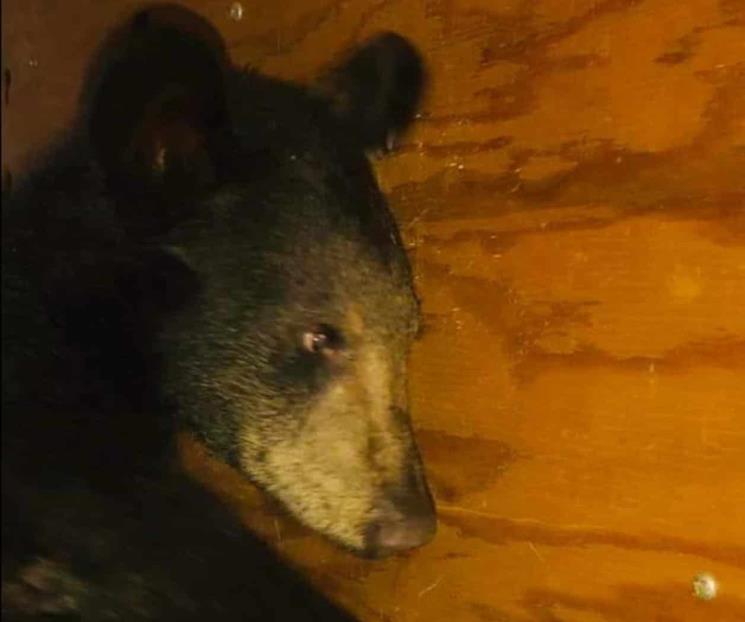 Llevan a oso baleado en Nuevo León a Pachuca para atenderlo