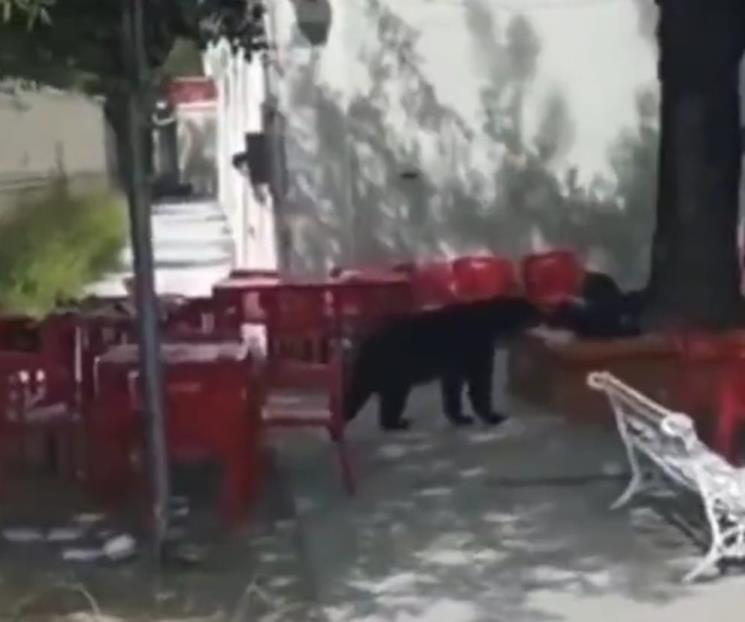 “Roba” oso mochila a estudiante de Facultad de Comunicación