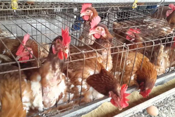 Reportan el primer caso de gripe aviar