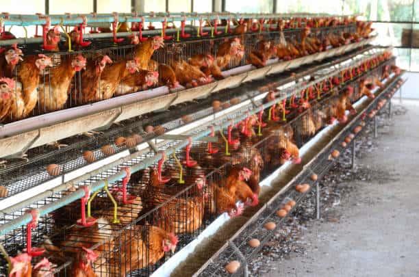 Detectan caso de gripe aviar en Nuevo León