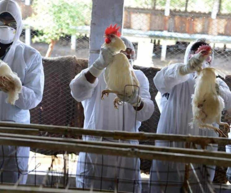 Aseguran no hay alarma por caso de gripe aviar
