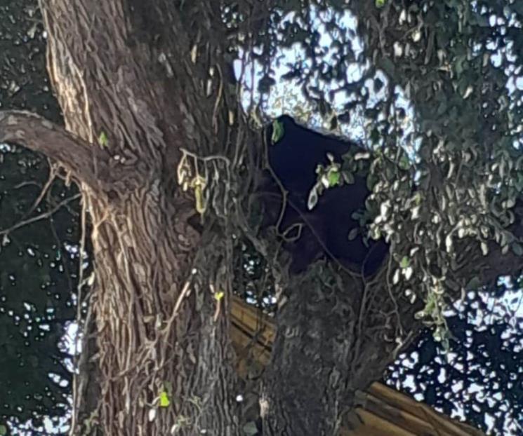 Sorprenden a osos arriba de árbol