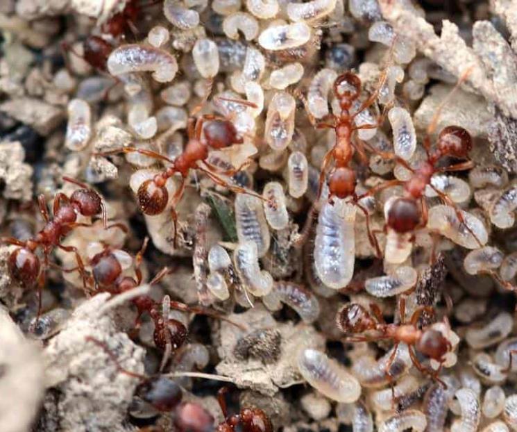 Hormigas también producen leche y alimentan a sus colonias