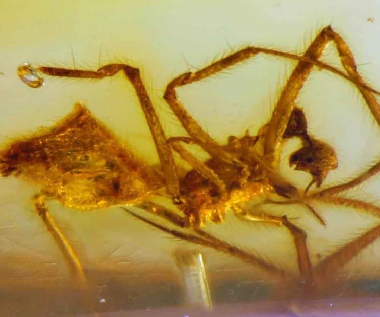 Hallan araña fosilizada de 23 millones de años en Chiapas