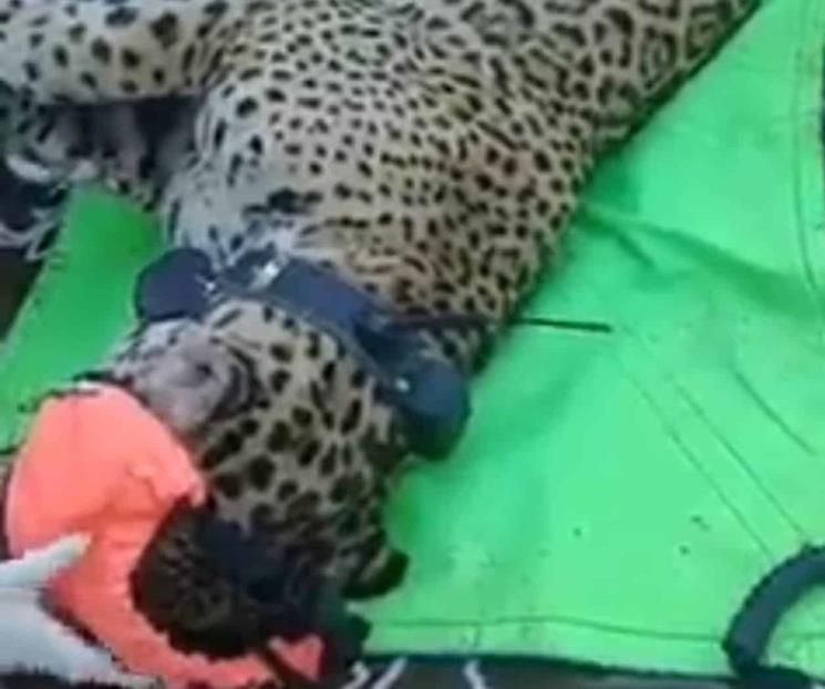 Capturan a gran Jaguar en Allende; le colocan transmisor
