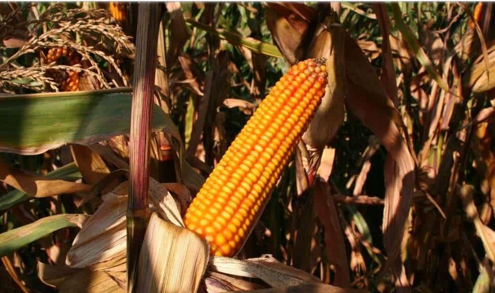Aplazan prohibición de maíz transgénico hasta el 2025