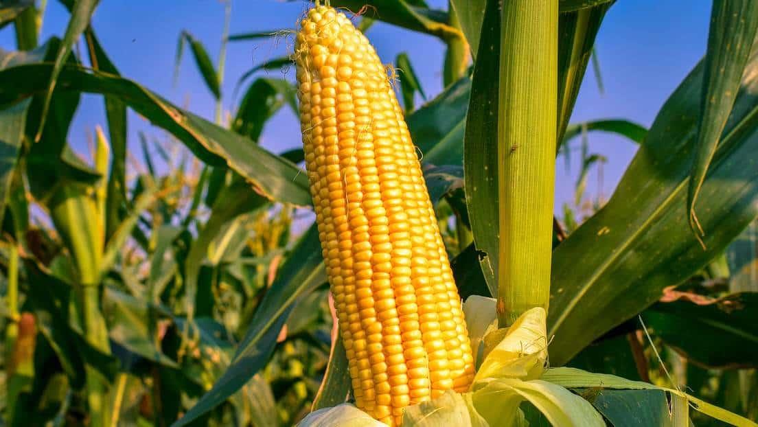 Asoma disputa comercial por maíz transgénico