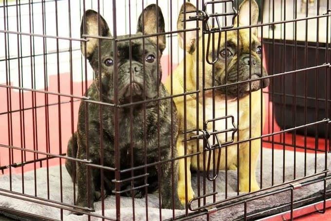 Prohíbe NY la venta de gatos y perros en tiendas de mascotas