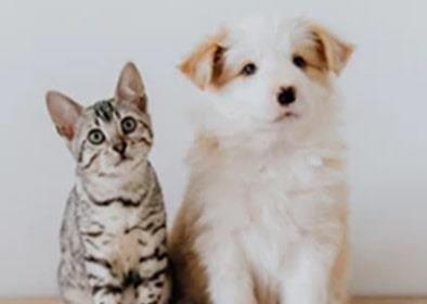 Prohíbe NL que negocios vendan perros y gatos