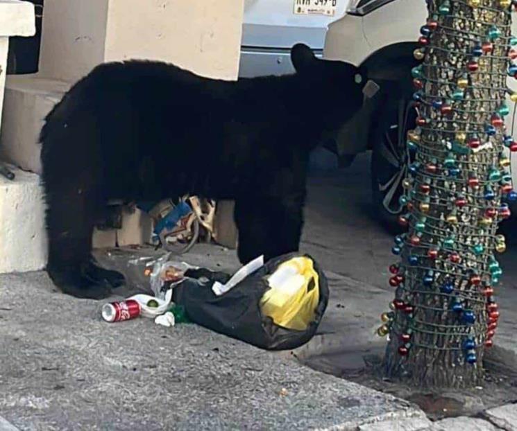 Causa movilización presencia de oso al sur de Monterrey