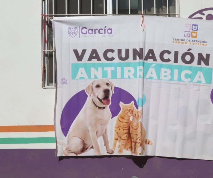 Operan en García 50 perros y gatos
