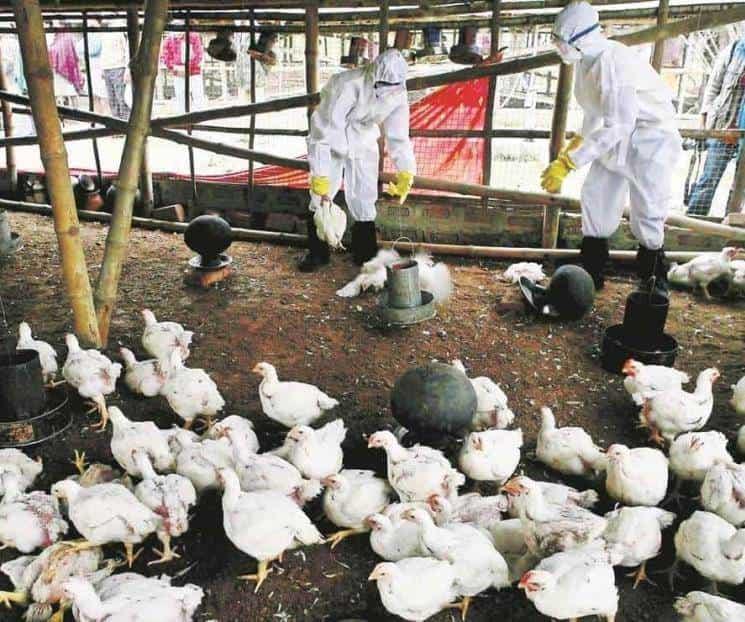 Suman 15 granjas contagiadas con gripe aviar en Yucatán