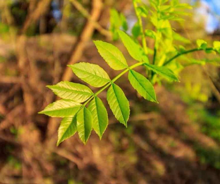 El árbol que está provocando alergia, según la UNAM