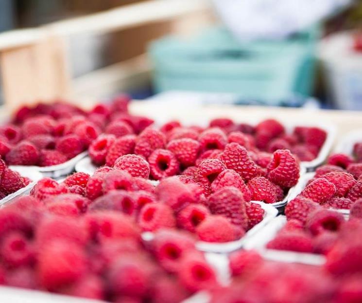 Ven desprotección laboral en producción de berries en México