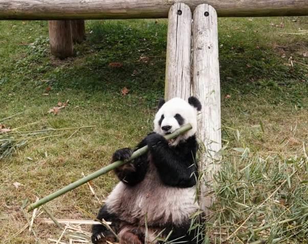 Muere panda gigante en el zoológico de Memphis