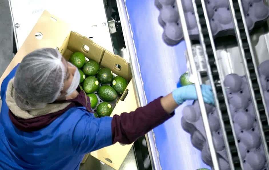 Mandarán 130 mil toneladas de aguacate para el Superbowl