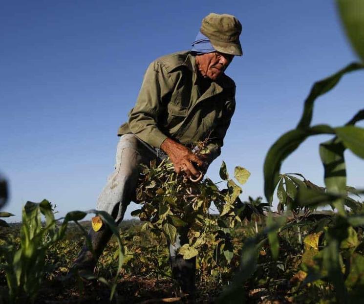 Piden revalorar precio de garantía de frijol