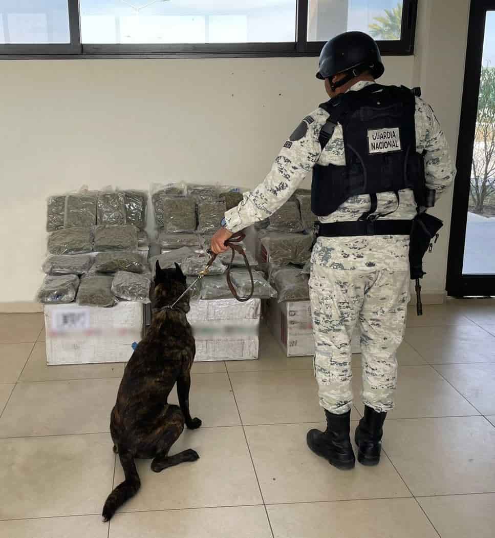 Integrantes de la Guardia Nacional, aseguraron cajas con aparente marihuana empaquetada al alto vacío, en el interior de una empresa de paquetería