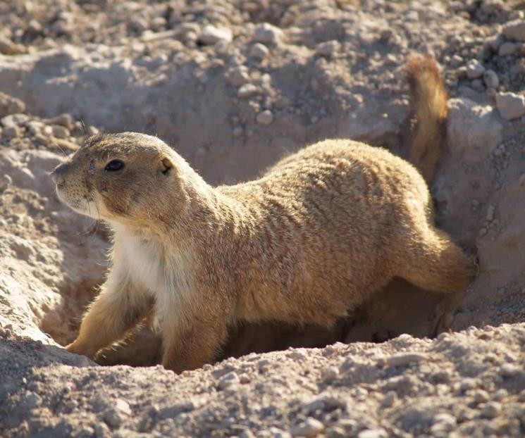 Promueve UANL protección de la fauna silvestre