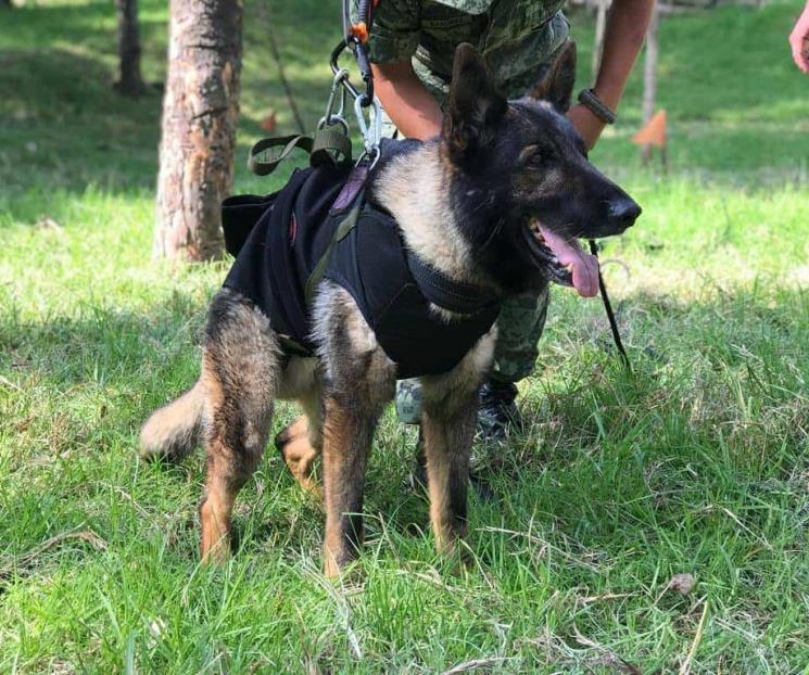 Fallece Proteo, perro mexicano rescatista en Turquía