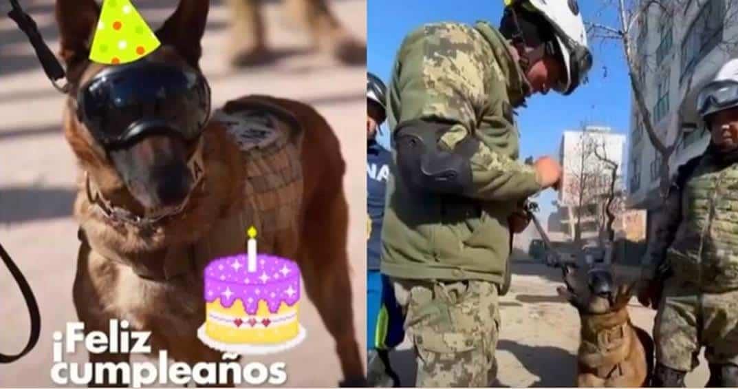 Ecko, perro rescatista en Turquía cumple años