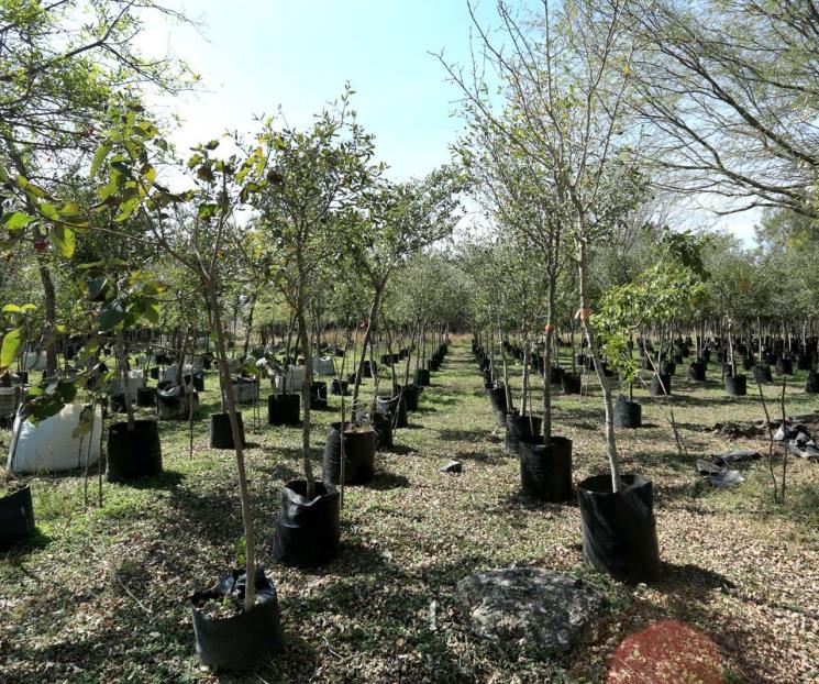 Van NL por arborización en la zona metropolitana