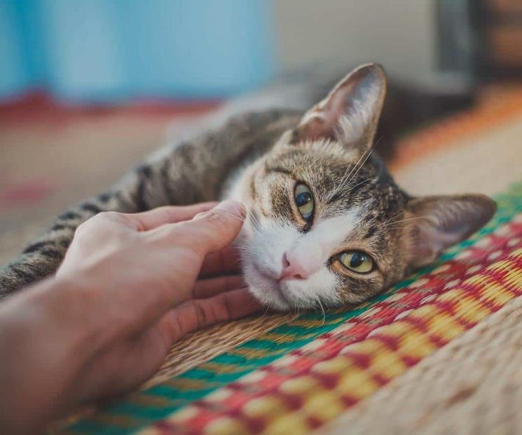 Enfermedades de los gatos que se transmiten a los humanos