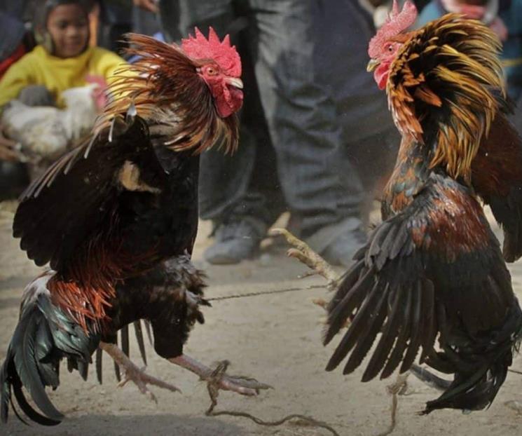 Buscan prohibir pelea de gallos porque atraen delincuentes