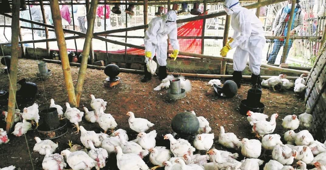 Sacrifican 826 mil pollos por gripe aviar en Aguascalientes